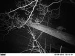 Raccoon on Log 03-09-2013 by Nick Wiesenberg