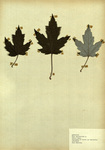 Silver Maple by Mary Ronsheim