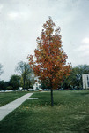 Fall Sapling #2 by Lee Lybarger